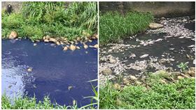 德盛溪,魚群,暴斃,漁屍（圖／湖口鄉長吳淑君提供）