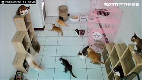 嘉義5.5地震猛搖畫面曝！貓嚇壞四處逃竄　網心疼：快奉上罐罐壓壓驚。（圖／網友Angel Yuuki 授權提供）