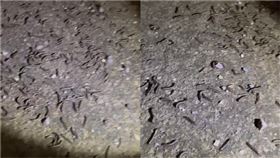 嘉義新港農田出現大量蟲隻（圖／翻攝畫面）