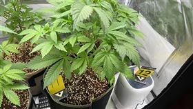 檳榔攤老闆，斜槓種大麻，治療失眠，「氣炸」大麻太酥失敗，台中市刑大 (圖／翻攝畫面)