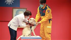 全台最高階，二線一星，搜救犬「鐵雄」退役開放領養！　每月只要4千元