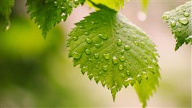 ▲白露那天收集清晨的露水為老一輩的習俗。（示意圖／翻攝自Pixabay）