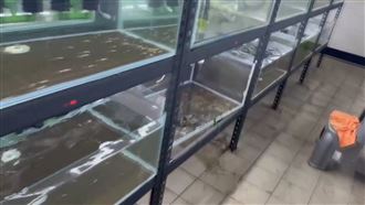 天搖地晃　水晶蝦養殖繁殖場11魚缸爆裂
