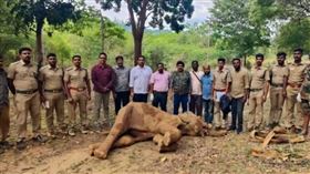動物悲歌！母象誤食「水果炸彈」　下秒舌頭、嘴巴被炸爛慘死（圖/翻攝自推特）