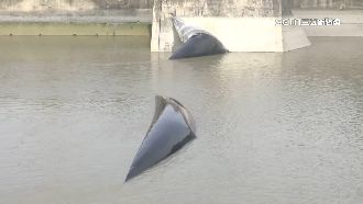 鹿港福興大雨　議員批橡皮壩沒消氣害淹