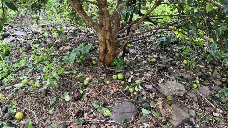 颱風海葵農損破8億元　釋迦損逾4.2億最傷