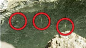 ▲死海最近發現有魚類存在。（圖／翻攝自推特）