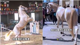 全中國僅2匹！「汗血寶馬」身價狂飆9位數　飼主：絕對不賣(圖/微博)