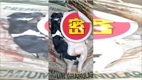 菲律賓母羊生下人豬怪　尖叫後全家都死了