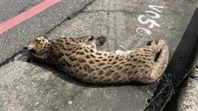 台中烏日區高鐵台中站附近道路出現石虎路殺。（圖／翻攝林先生臉書）