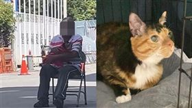  大直坍陷民宅失蹤3天半的貓咪「阿花」（圖／翻攝自畫面、貓咪也瘋狂俱樂部 CrazyCat club 臉書）