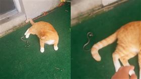 橘貓,小蛇,攻擊,淡定,飼主,驚嚇（圖／翻攝自IG）