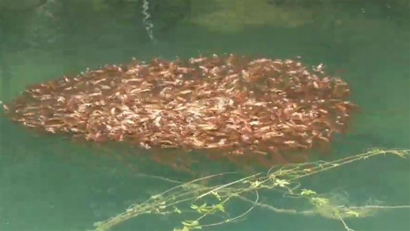 日月潭魚虎球數量銳減 漁民曝1驚人發現