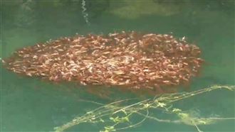 日月潭魚虎大爆發一撈都是！如夜市撈魚池