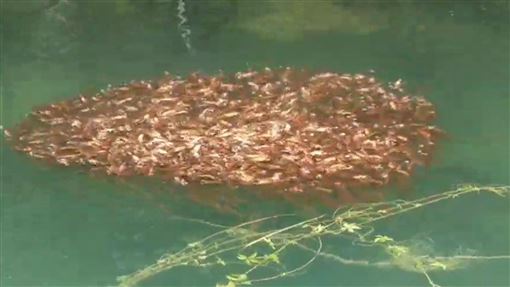 日月潭魚虎大爆發一撈都是！如夜市撈魚池