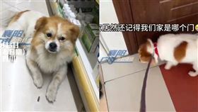 老闆,愛犬,女子,中國,四川,藥局,收編（圖／翻攝自微博）