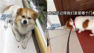 女巧遇4年前走丟愛犬：牠居然還記得我
