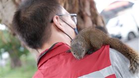 新北市，板橋，動保處，松鼠，黑眉錦蛇