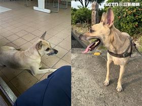 警犬,鳳山派出所,平安(圖/翻攝靠北警察)
