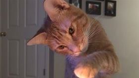 包裝,抽屜,邪惡天才,橘貓,妻子,套套,咬破,二胎（圖／翻攝自Reddit）