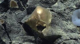 阿拉斯加,美國,海底,金色蛋狀,不明物體