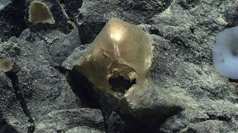 海底發現「金蛋」專家被難倒！恐是新物種