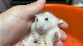 9月16日(星期六)中壢龍岡森林公園盛大舉辦「112年度桃園市寵物嘉年華活動_PET你一起玩」活動，同時辦理非犬貓特寵認養活動。（圖／農業局提供）