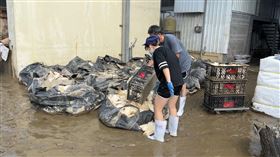 嘉義縣蛋雞死亡(翻攝畫面)