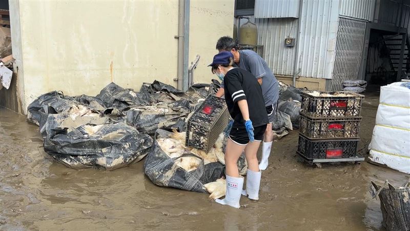 屍骸堆成山　嘉義暴雨「6萬隻蛋雞」遇難