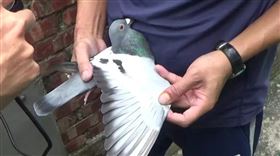 台南,賽鴿,賭博,詐騙,