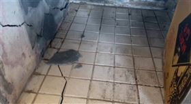 北市議員陳怡君隨災民返家反映房屋結構受損。（圖／陳怡君提供）