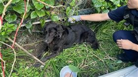 黑狗脖子被纏住動彈不得 龜山警耐心安撫助脫困（圖／讀者提供）