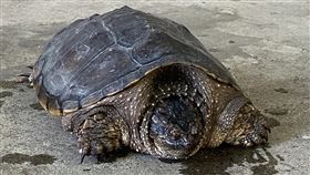 擬鱷龜現蹤台東  縣府籲勿棄養（1）颱風海葵過後，有民眾在台東空中大學附近街道發現一隻爬行動物，原先以為是穿山甲，經研判是擬鱷龜。（民眾提供）中央社記者盧太城台東攝  112年9月14日