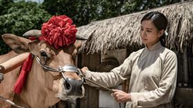 安心亞,米可白,牛車來去,楊烈,游安順,蔡昌憲。（華視提供