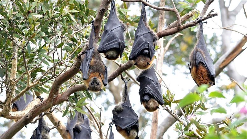 印度爆「立百病毒」2死　致死率75%無藥醫