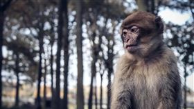 猴子（示意圖／翻攝自Pixabay）