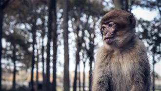 泰國猴群集體越獄　大鬧警局街頭嚇壞民眾