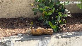彰化和美福馬圳工程工人挖出未爆彈，徒手抓彈衝派出所。（圖／翻攝畫面）