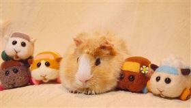 天竺鼠「TSUMUGI」病逝。（圖／翻攝自見里朝希推特）