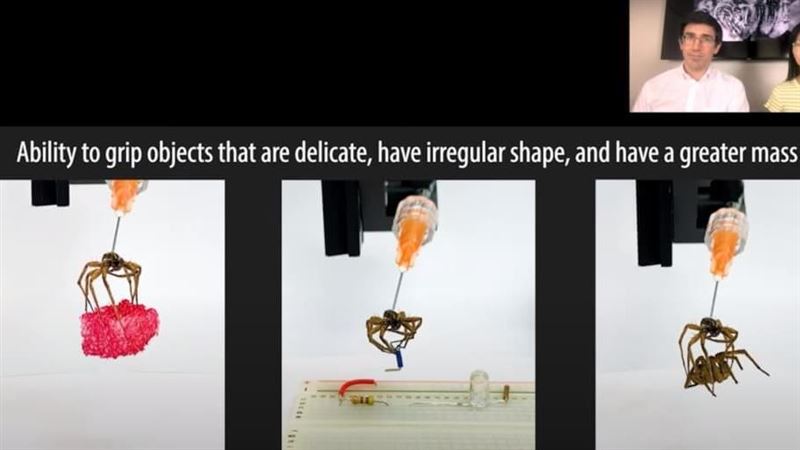 越好笑越成功！科學家讓死蜘蛛復生奪獎