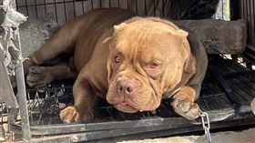 刑事局,南打,美國惡霸犬,槍毒