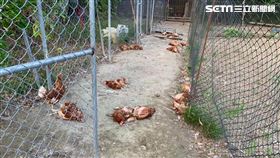 苗栗銅鑼養雞場遭8隻流浪犬侵入，咬死160隻蛋雞。（圖／翻攝畫面）