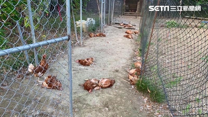 苗栗8流浪犬闖養雞場　160隻蛋雞慘死
