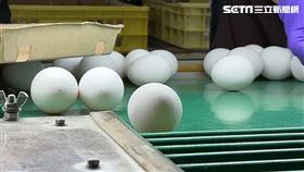 雞蛋(翻攝畫面)