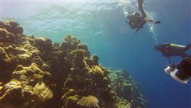 珊瑚，潛水
（示意圖／翻攝自Pixabay）
