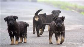 流浪狗 （圖／翻攝自pixabay）