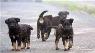 國家公園內餵流浪狗　埋葬蟲狂嗑腐敗狗糧