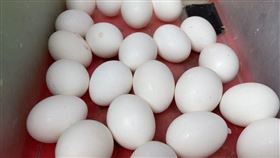 雞蛋(翻攝畫面)