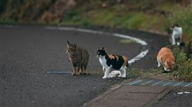 台南,虐貓,員警,