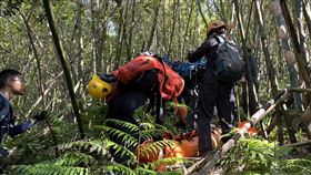 新北,瑞芳,虎頭蜂,